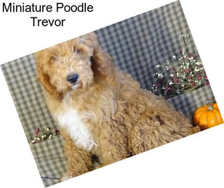 Miniature Poodle Trevor