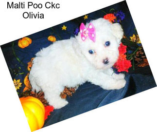 Malti Poo Ckc Olivia