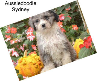 Aussiedoodle Sydney