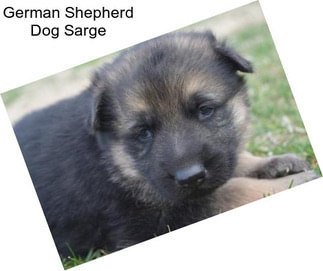 German Shepherd Dog Sarge
