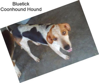 Bluetick Coonhound Hound