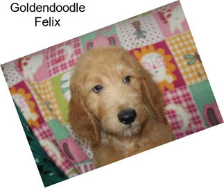 Goldendoodle Felix