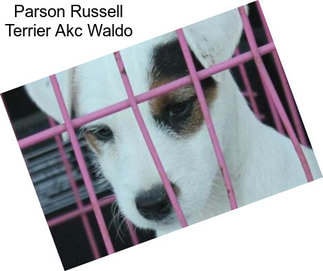 Parson Russell Terrier Akc Waldo