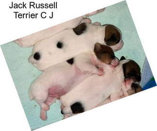 Jack Russell Terrier C J