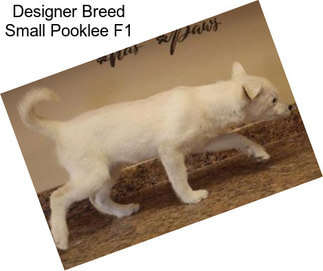 Designer Breed Small Pooklee F1