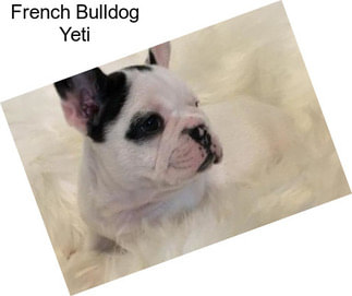 French Bulldog Yeti
