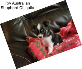 Toy Australian Shepherd Chiquita