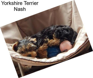 Yorkshire Terrier Nash