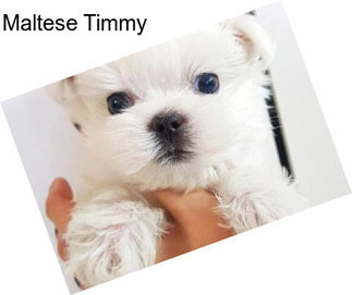 Maltese Timmy