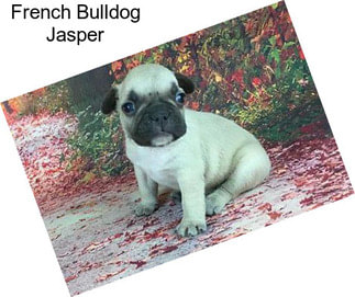 French Bulldog Jasper