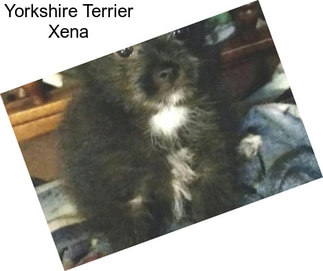 Yorkshire Terrier Xena