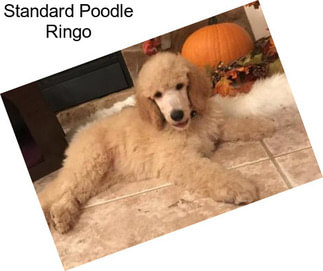 Standard Poodle Ringo