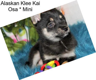 Alaskan Klee Kai Osa * Mini