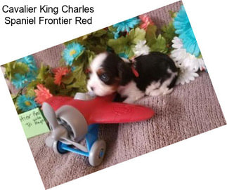 Cavalier King Charles Spaniel Frontier Red