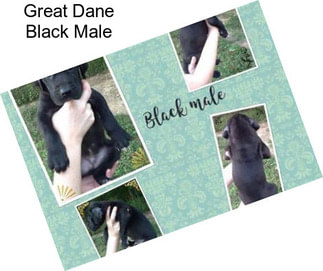 Great Dane Black Male
