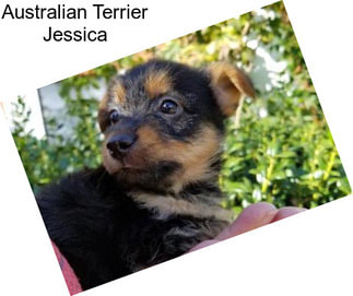 Australian Terrier Jessica