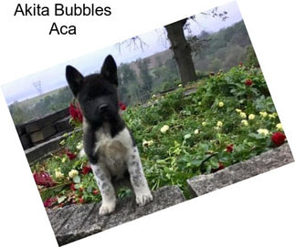 Akita Bubbles Aca