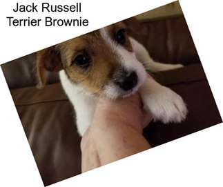 Jack Russell Terrier Brownie