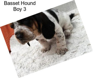 Basset Hound Boy 3