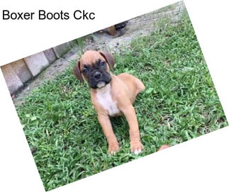 Boxer Boots Ckc