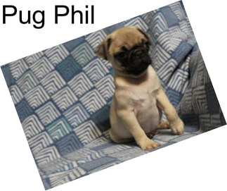 Pug Phil