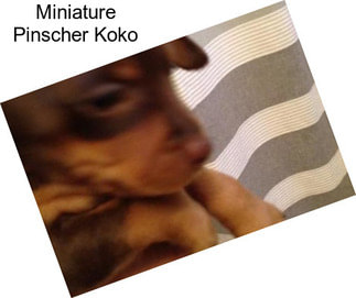 Miniature Pinscher Koko