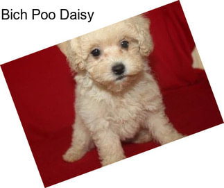 Bich Poo Daisy