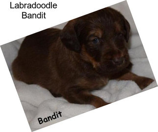 Labradoodle Bandit