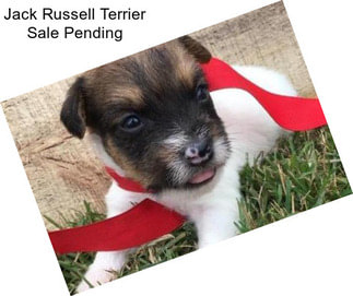 Jack Russell Terrier Sale Pending