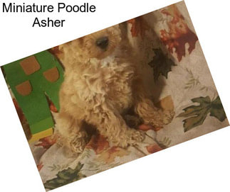 Miniature Poodle Asher