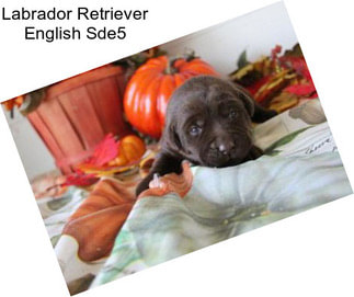 Labrador Retriever English Sde5