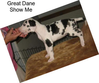 Great Dane Show Me