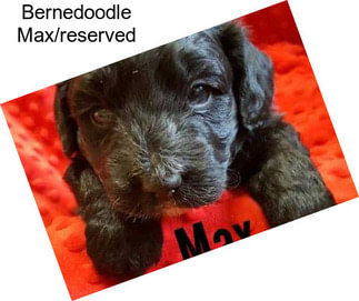 Bernedoodle Max/reserved