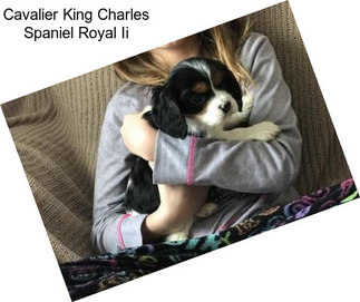 Cavalier King Charles Spaniel Royal Ii