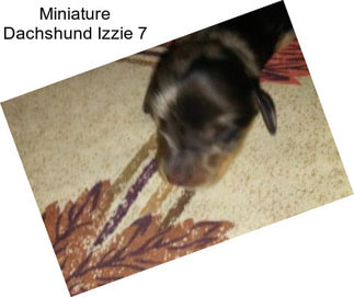 Miniature Dachshund Izzie 7
