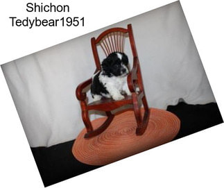 Shichon Tedybear1951