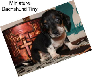 Miniature Dachshund Tiny