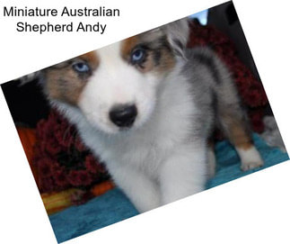 Miniature Australian Shepherd Andy