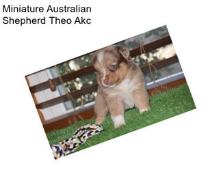 Miniature Australian Shepherd Theo Akc