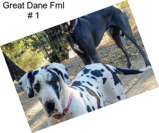 Great Dane Fml # 1