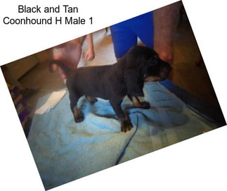 Black and Tan Coonhound H Male 1