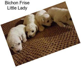 Bichon Frise Little Lady