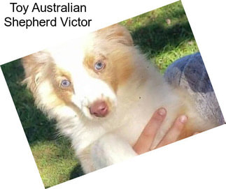 Toy Australian Shepherd Victor