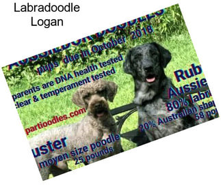 Labradoodle Logan