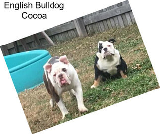 English Bulldog Cocoa