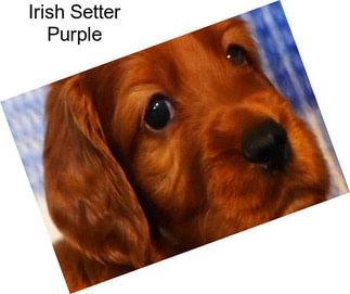 Irish Setter Purple