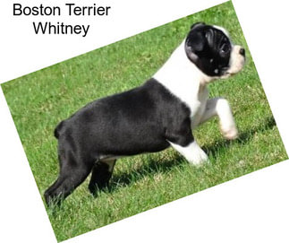 Boston Terrier Whitney