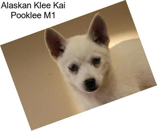 Alaskan Klee Kai Pooklee M1