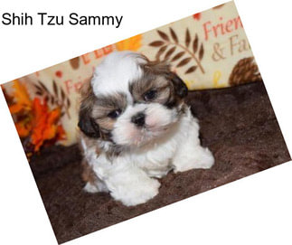 Shih Tzu Sammy