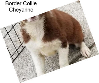 Border Collie Cheyanne
